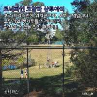 호주 브리즈번 로네파인 코알라 상투아리🇦🇺