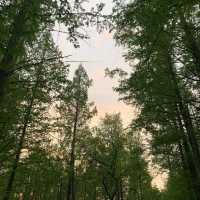 고즈넉한 분위기의 이천 메타세쿼이아 길 🌳💚