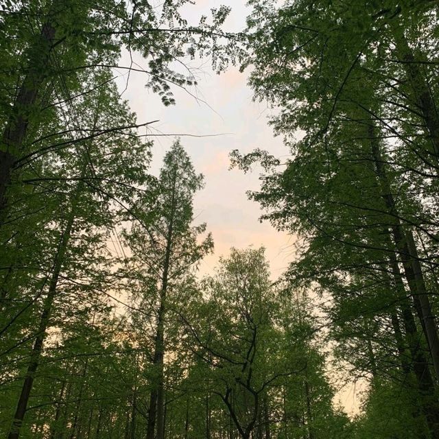 고즈넉한 분위기의 이천 메타세쿼이아 길 🌳💚