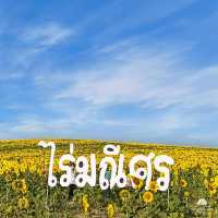 ทุ่งทานตะวันไร่มณีศร เขาใหญ่ 
