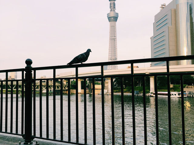 # TOKYO🇯🇵 東京漫遊の旅#