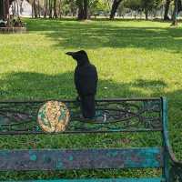 曼谷倫披尼公園 Lumpini Park，處處可見烏鴉跟澤巨蜥。