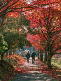 【和歌山】まもなく紅葉が見頃🍁秋の高野山