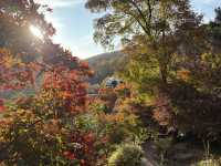 형형색색의 한국의 가을로 오세요 🍂