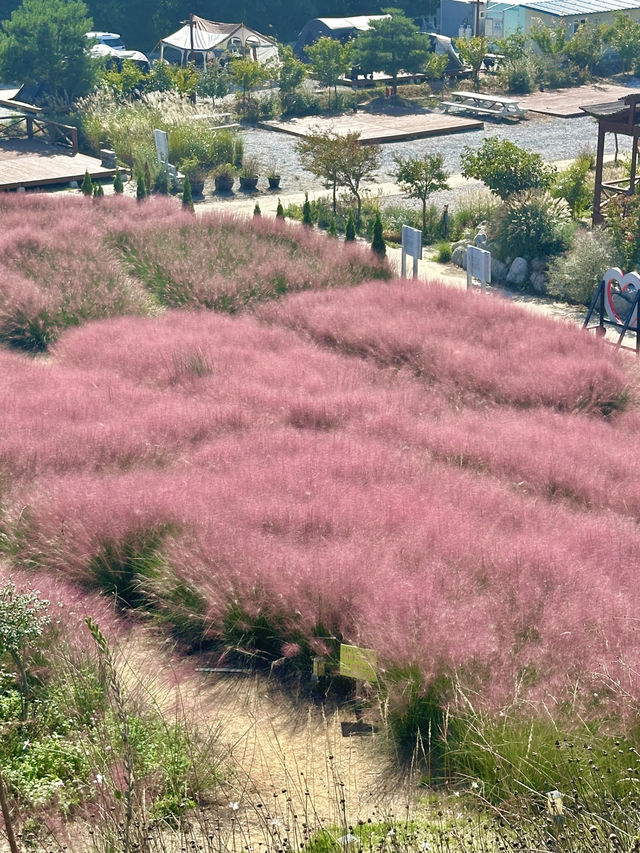 강릉에서 핑크뮬리 만날 수 있는 호린파크 🌾