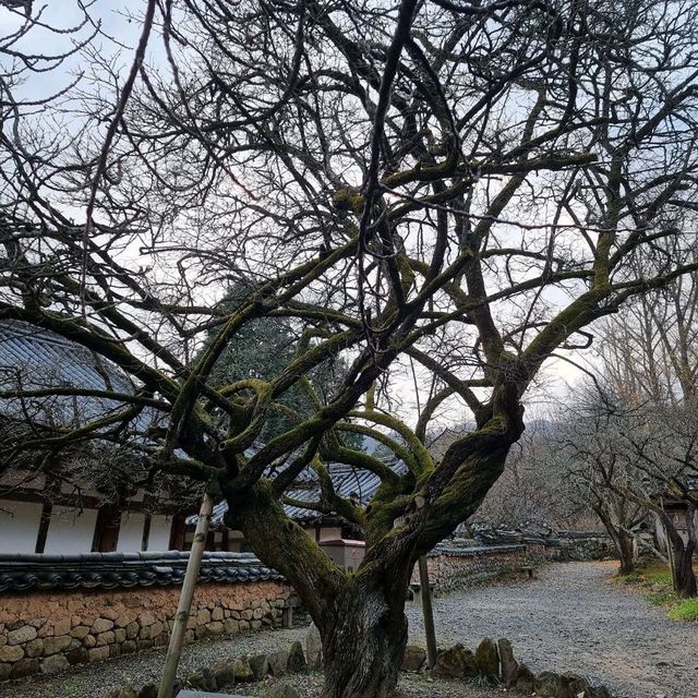 유네스코 세계유산 태고종의 총본산 선암사 