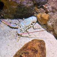 Dive Into Fun at Aquaria KLCC: A Must-Visit for Families Visiting Kuala Lumpur 🐠