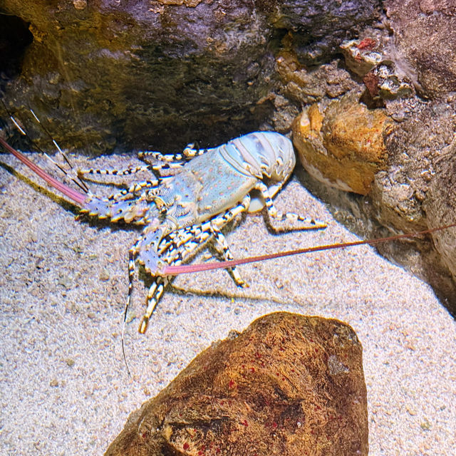 Dive Into Fun at Aquaria KLCC: A Must-Visit for Families Visiting Kuala Lumpur 🐠