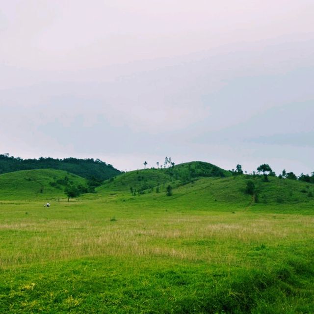 ภูเขาหญ้า หรือ เขาหัวล้าน