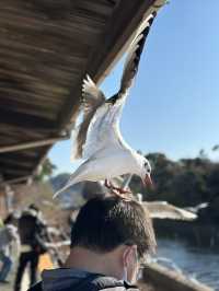 【浜松 冬の旅】 ユリカモメ舞う駅   おびただしい数にびっくり！ピークは1月下旬～2月