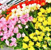【ドイツ】花好き必見🌷花の島・マイナウ島