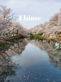 【リフレクションが美しい桜】