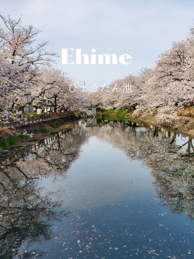 【リフレクションが美しい桜】