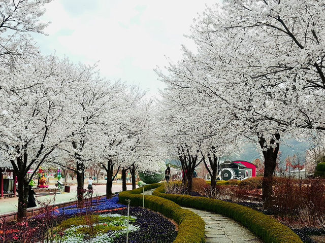 🇰🇷 釜山必去的鐵路賞櫻景點🌸