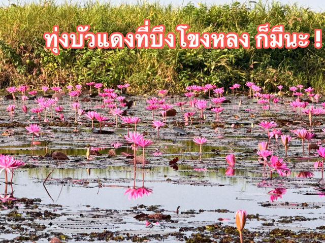 ทุ่งบัวแดง ที่บึงโขงหลง ก็มีนะ รู้ยัง?