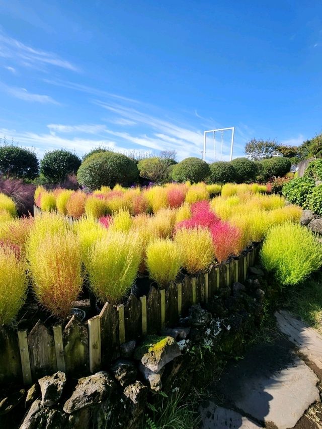 🍊제주도 동백꽃 명소 제주 마노르블랑
