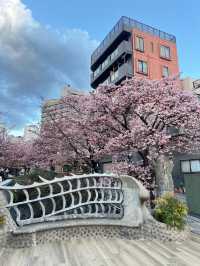 ซากุระ 2025 ที่ Atami Shizuoka 🌸