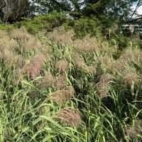 長居公園-都市裡的一片清新綠洲