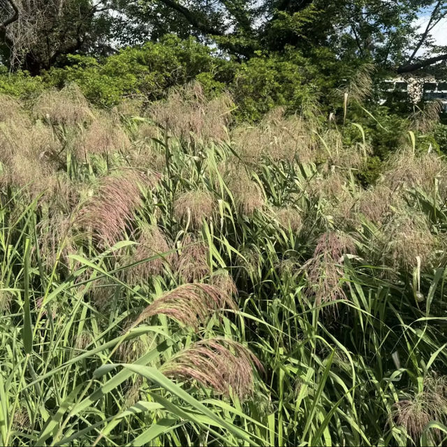 長居公園-都市裡的一片清新綠洲