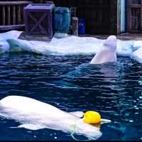 ☺️墨田水族館😍企鵝大觀 🐧🌊