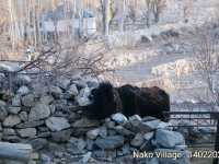 Nako Village