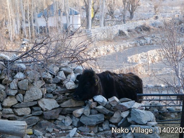 Nako Village