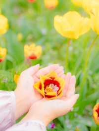 튤립과 벚꽃을 한 번에 볼 수 있는 부산 여행지🌸