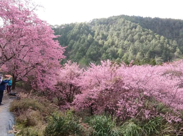 台灣最美的武陵農場櫻花季