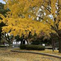 8 Days in Fukuoka