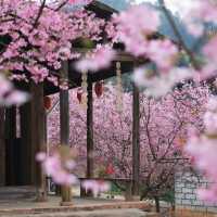 復興公園：在“櫻花盛開的日子裡，心情也跟著綻放” 🌸😊