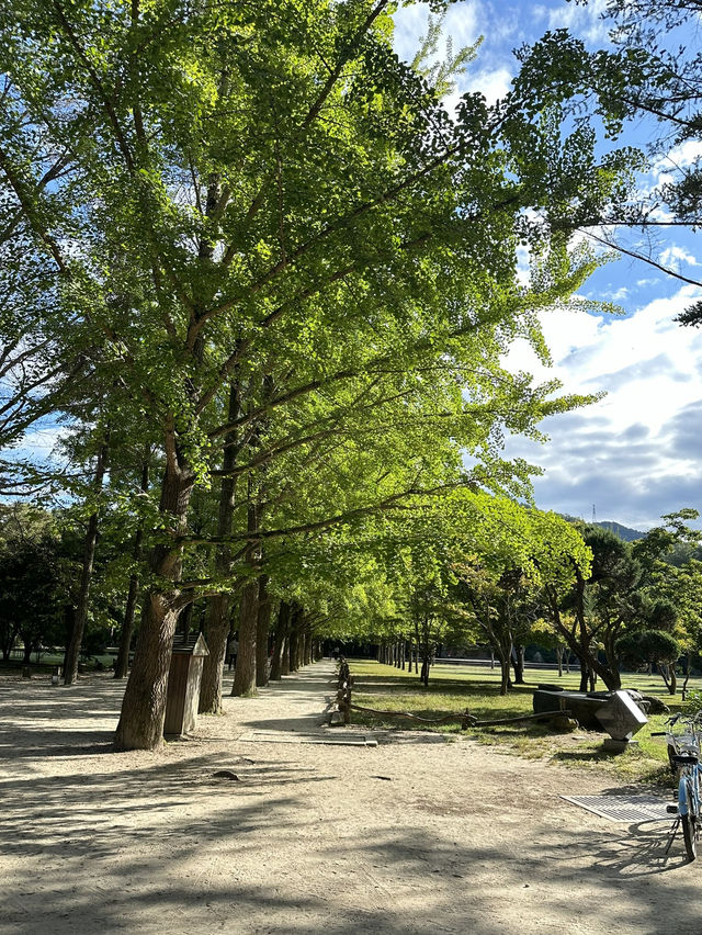 四季不同特色的南怡島