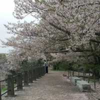 ～扇町公園～櫻花時光～