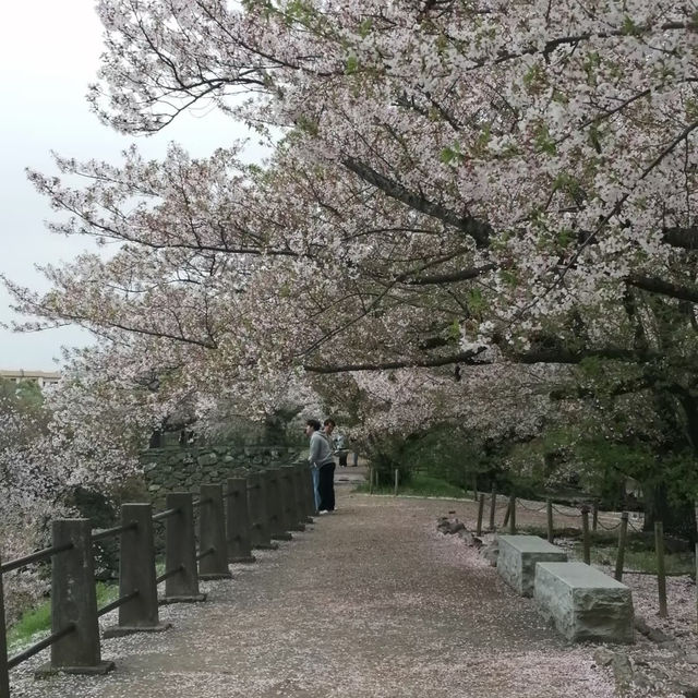 ～扇町公園～櫻花時光～
