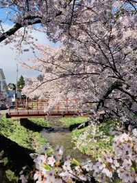 ซากุระที่ Kanonji River ฟุกุชิมะ ไม่ควรพลาด