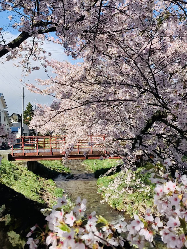 ซากุระที่ Kanonji River ฟุกุชิมะ ไม่ควรพลาด