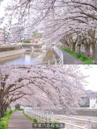 Fukuoka in Sakura Season~🌸🇯🇵✨