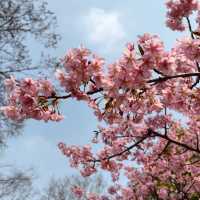 武漢植物園🥳粉紅盛宴 🌸