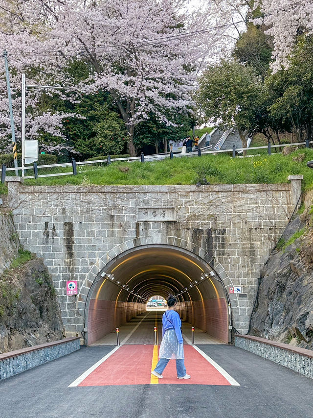 군산, 벚꽃보며 산책하기 좋은 곳
