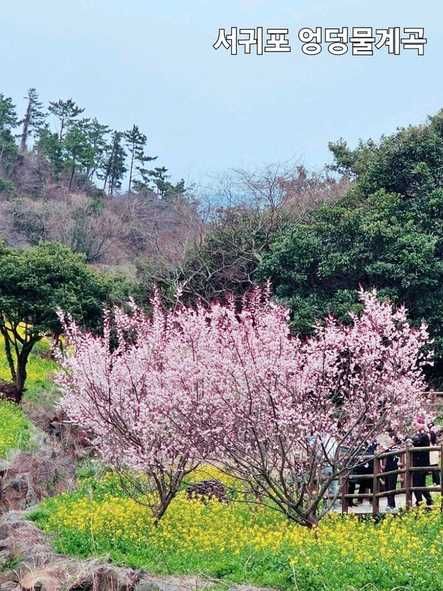 제주도 노란 물결 유채꽃 명소 모음.zip