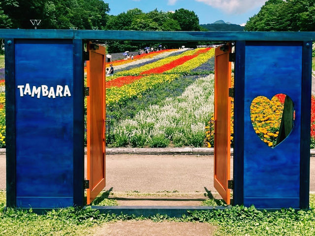 紫のじゅうたんが広がる絶景スポット💜✨