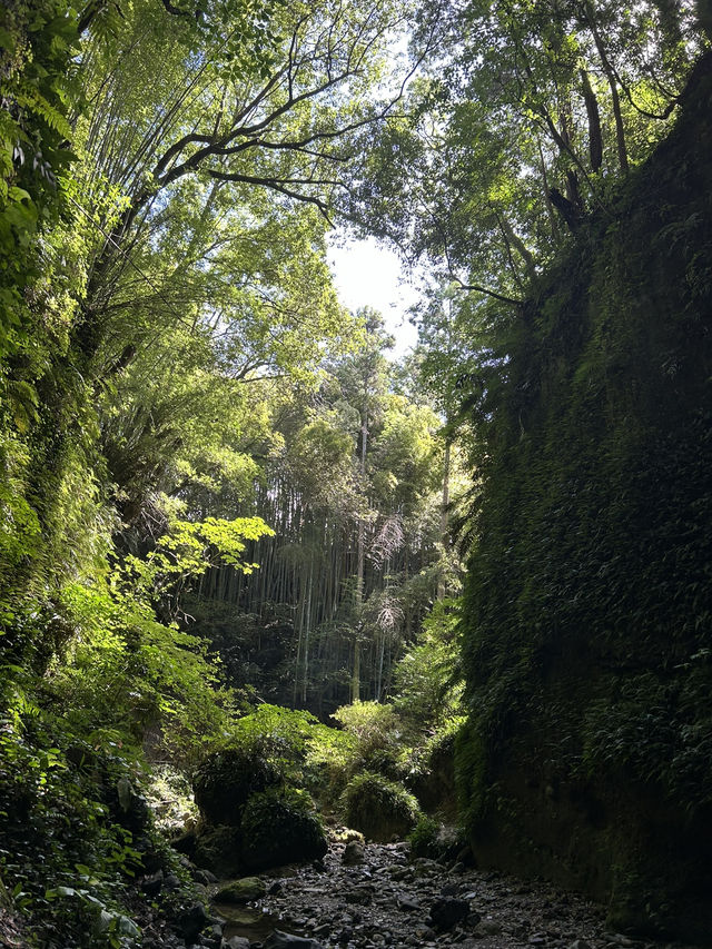 【高知】神秘的な光景 伊尾木洞のシダ群落🌿