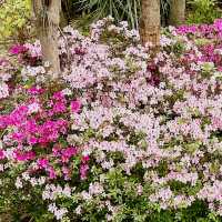 🌸 **遮打花園賞櫻花分享** 🌸