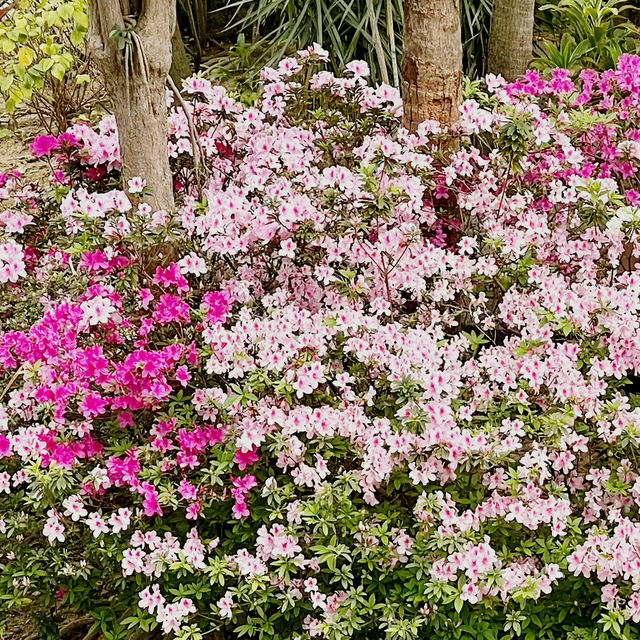 🌸 **遮打花園賞櫻花分享** 🌸