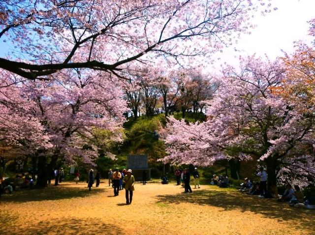 奈良吉野山，200種、3萬株櫻海盛開滿山浪漫！