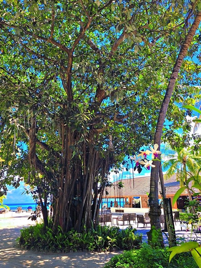 Spring Fling in Kuredu 🌼