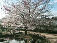 🌸 **大阪櫻井公園櫻花觀賞遊覽分享** 🌸