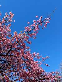 🌸 Sakura Blooming at Yoyogi Park 🌸