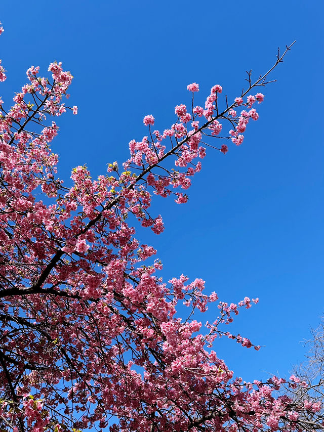 🌸 Sakura Blooming at Yoyogi Park 🌸