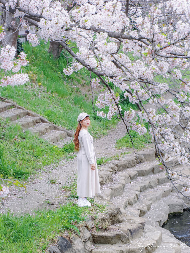 Fall in the Dreams of Sakura~🌸☁️