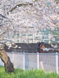 【埼玉】行かなきゃ損‼️駅近&穴場でエモさ溢れる桜撮影🌸📸※周辺観光情報付き